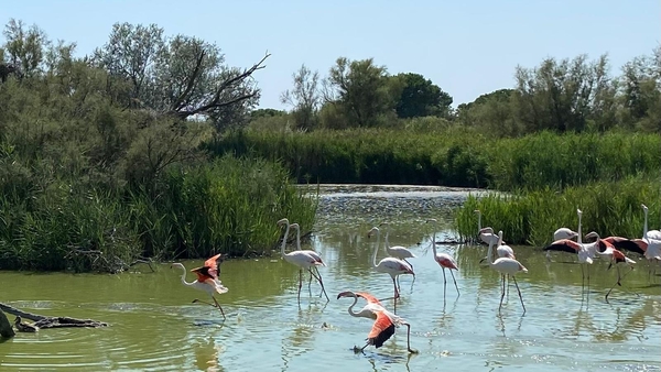 Lasairéin Camargue na Fraince.