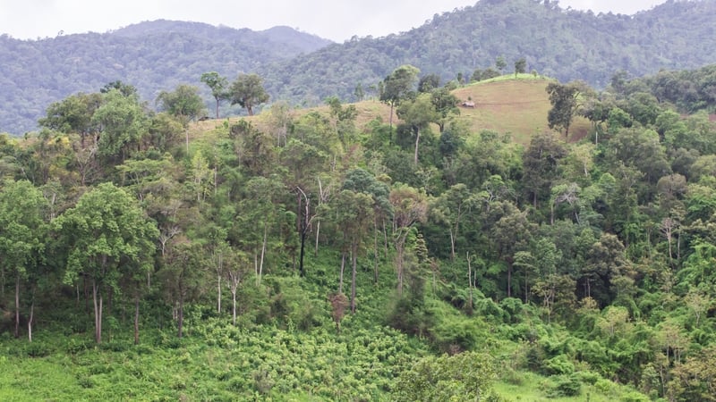 The boy was missing for four days after becoming lost in a forest (Stock image)