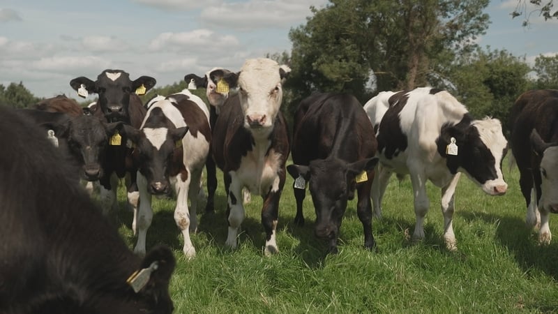Bainfidh 80 mac léinn breise céim tréidliachta amach gach bliain de bharr na gcúrsaí nua