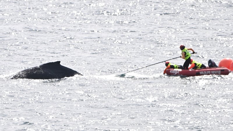 The entangled whale is seen in Sydney Harbour