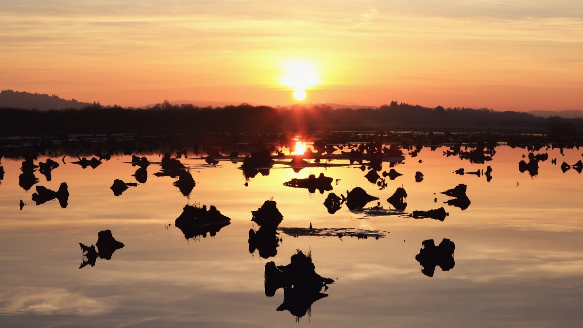Inside The Gearagh, a magical Cork forest which dates from the Ice Age