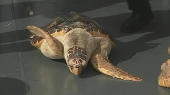 Turtle released back into the wild, 2004