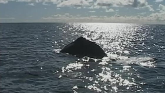 'Boomerang' Humpback Whale in Irish Waters, 2004