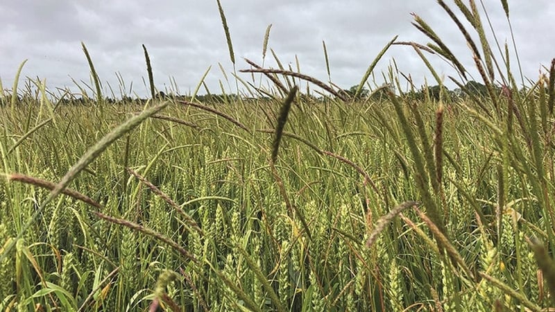 In the weeds: 'there is a problem in that the herbicides used are no longer effective, making weed control difficult or impossible and costly.' Photo: Teagasc