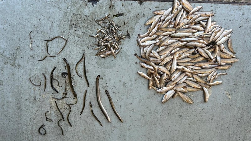 Some of the damage caused by a fish kill at Skeoge River, Co Donegal in June. The kill is being investigated