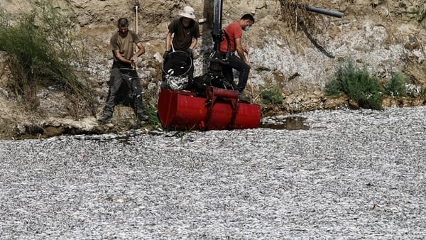 Workers scoop up the dead fish from the port area
