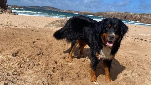 Mali, a Bernese Mountain dog, ran away on its owners on Árainn Mhór on 16 August
