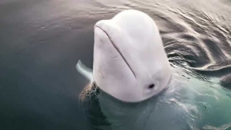 Norwegian officials said Hvaldimir might have escaped an enclosure and been trained by the Russian navy, as he appeared to be accustomed to humans