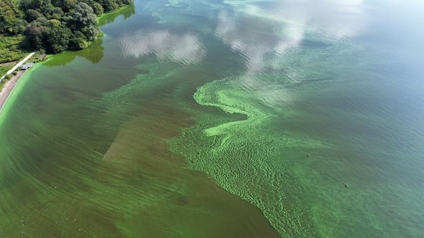 Algae at Lough Neagh