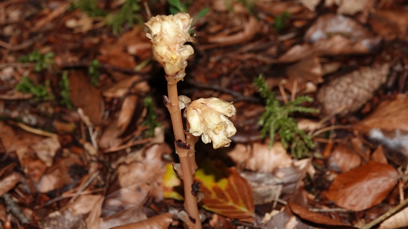 The Yellow Bird's nest, or monotropa hypopitys, was seen for the first time in Killarney National Park since 1896
(Pic: National Parks and Wildlife Service)