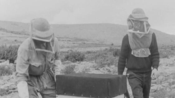 Beekeeping in County Clare, 1969
