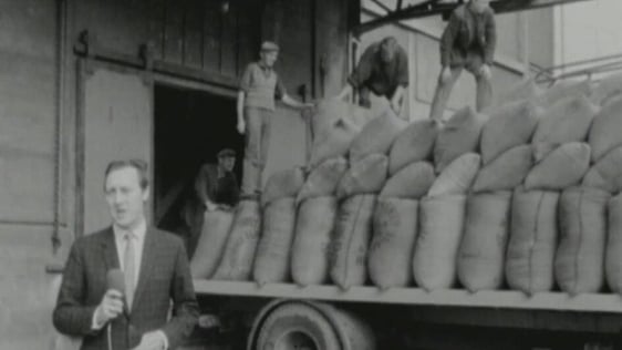 Tom McCaughren reports on harvesting yields, 1969