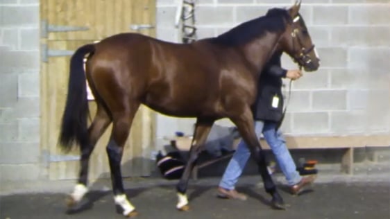 Shegar colt at Goffs, County Kildare in 1984.