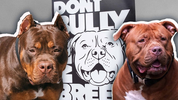 An XL Bully ban is set to come into force on 1 October