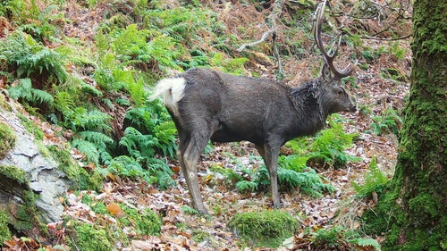 ReWild Wicklow set up 47 remote cameras in which 72% of events recorded Sika deer