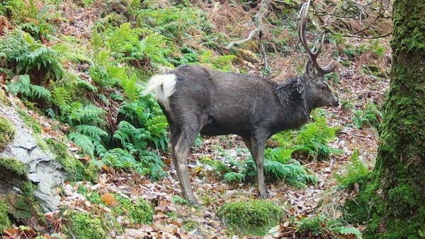 ReWild Wicklow set up 47 remote cameras in which 72% of events recorded Sika deer