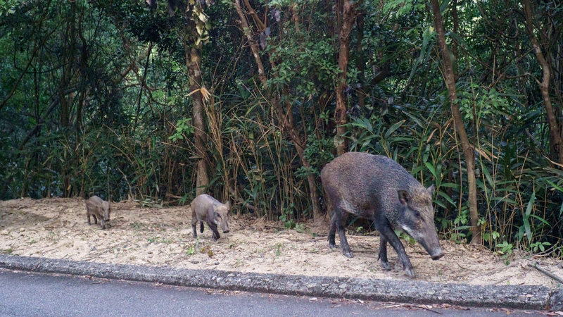 Boars, pictured in Hong Kong, are among the species included in the survey