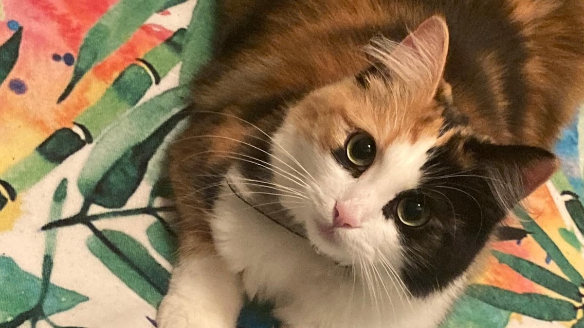 Should All Cats Be Indoor Cats?