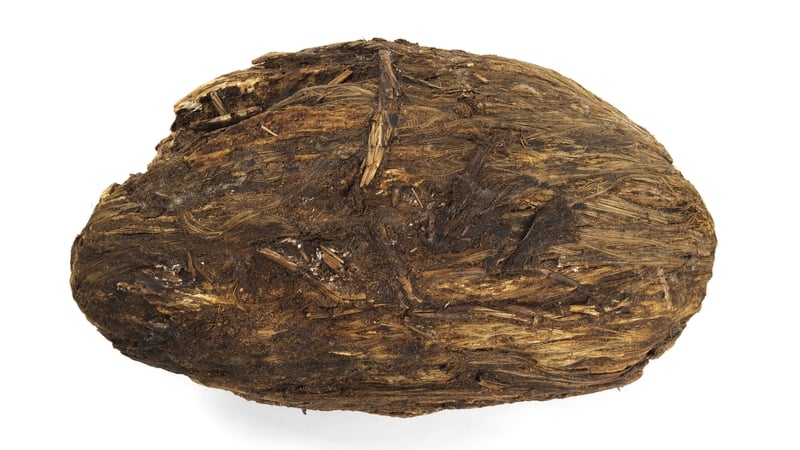Bog butter find with organic casing from Baunmore Bog, Co Tipperary. Photo: National Museum of Ireland