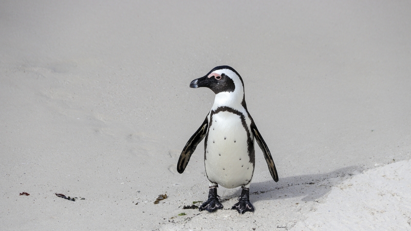 The bird escaped from an event on 25 August (Stock image)