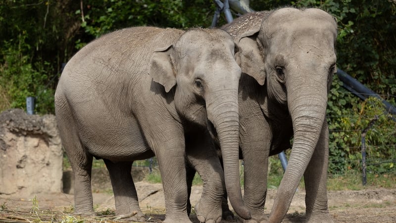 EEHV is a life-threatening virus that affects elephants in human care and in the wild, threatening the survival of these endangered species globally