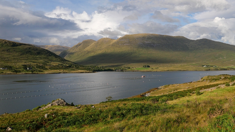 The farmed salmon escaped from Killary Harbour