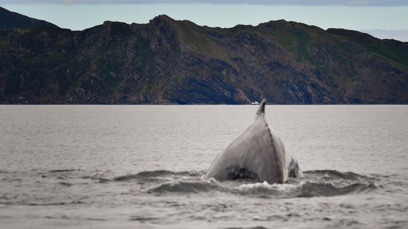 Míol mór dronnach amach ó Shliabh Liag i nDún na nGall.