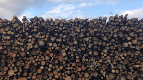 A new study has found a sustainable method of efficiently converting waste heat into electricity using Irish wood. Photo: RTÉ
