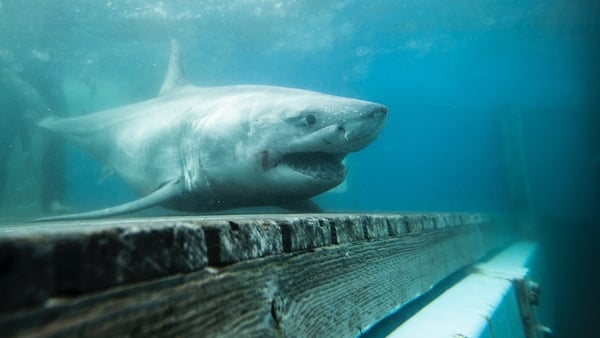 The research project is trying to find out if great white sharks frequent Irish waters (Pic: OCEARCH)