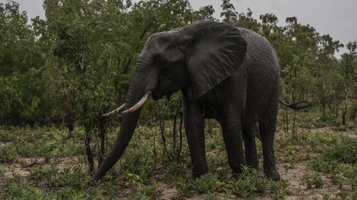Zimbabwe has around 100,000 elephants, the second-biggest population in the world after Botswana