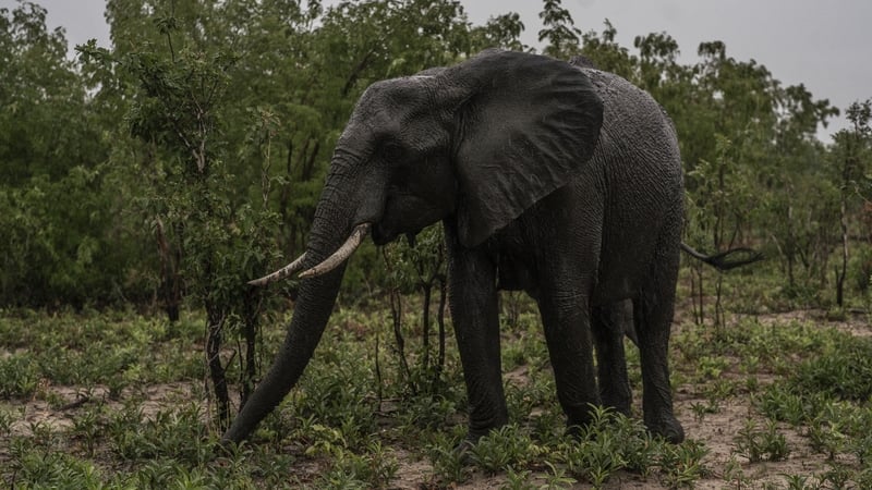 Zimbabwe has around 100,000 elephants, the second-biggest population in the world after Botswana