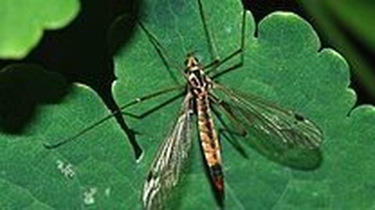 Naturefile - Craneflies 