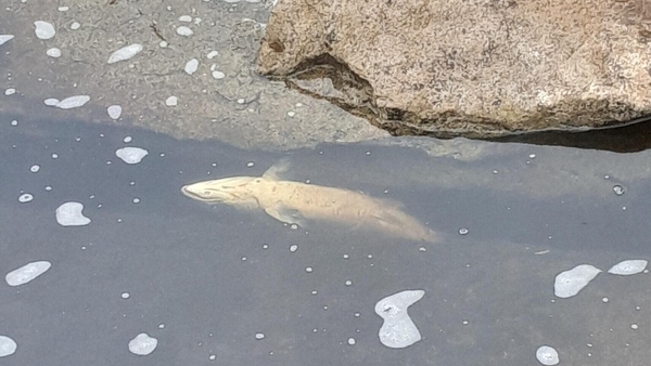 A dead salmon seen in the Ballysadare River in Co Sligo