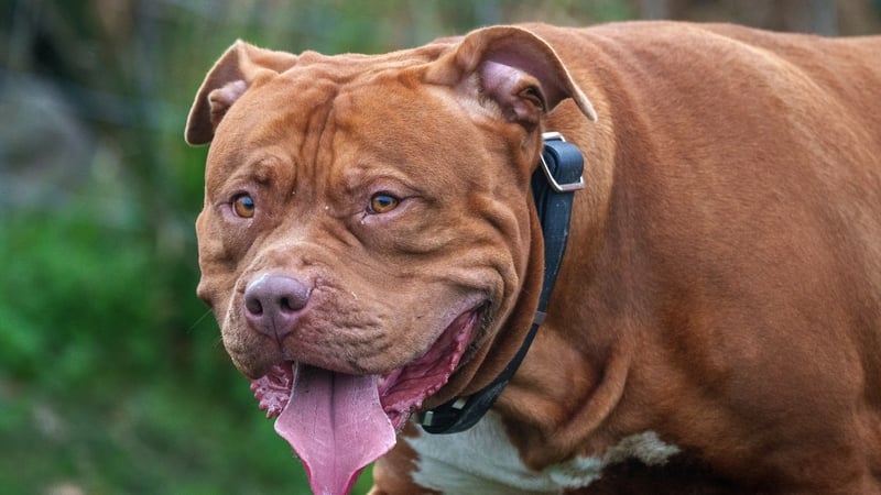 Cosc iomlán le cur ar an mbulaí XL sa Stát seo an bhliain seo chugainn