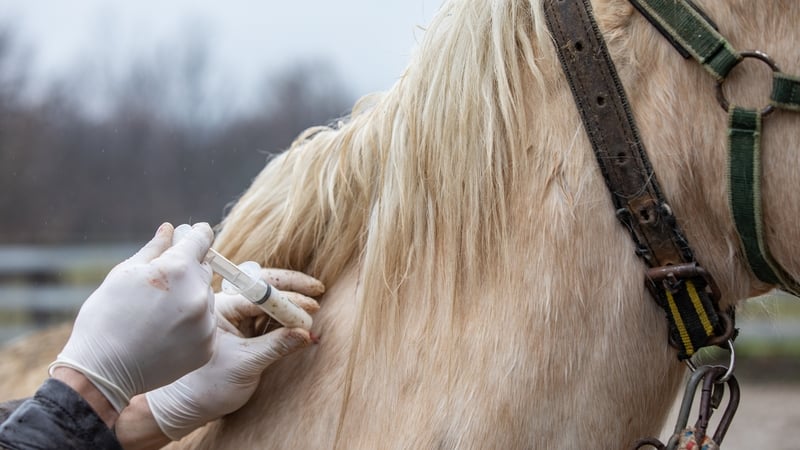 The decision is expected to result in an additional 80 veterinary medicine graduates per year (Stock image)