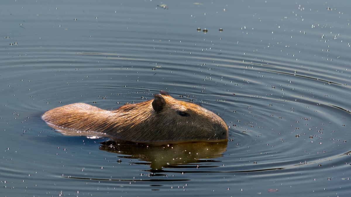 Cinnamon the Fugitive Capybara  