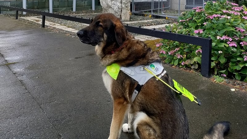 The worker told her she was "concerned about the dog interfering with or licking the food".