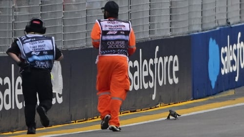 Marshals pursue the rogue monitor lizard