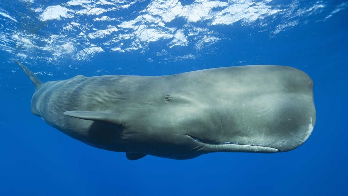 How Sperm whales’ communicate like humans 