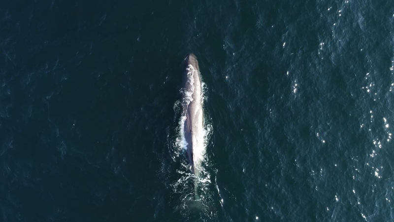 The presence of the whales off the Irish coast is most likely linked to climate change (Photo: Sean O'Callaghan/Atlantic Technological University)