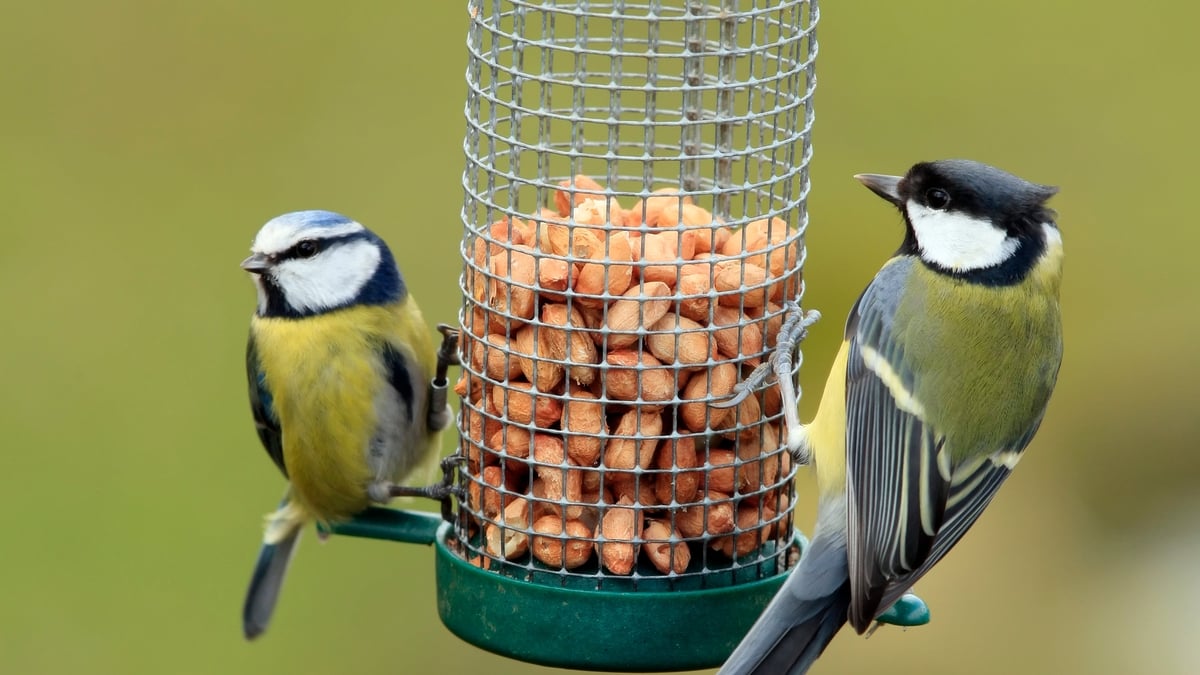 Birdwatch Ireland advise against using bird feeders in Spring and Summer