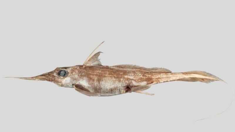The Australasian Narrow-nosed Spookfish was found living in the deep waters of Australia and New Zealand (Credit: NIWA)