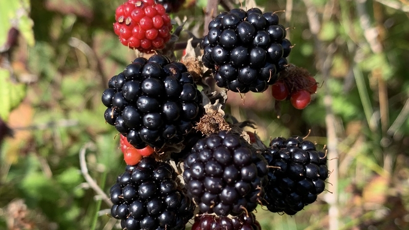 Meán Fómhar, séasúr na Sméara Dubha - cruinnigh go tiubh!