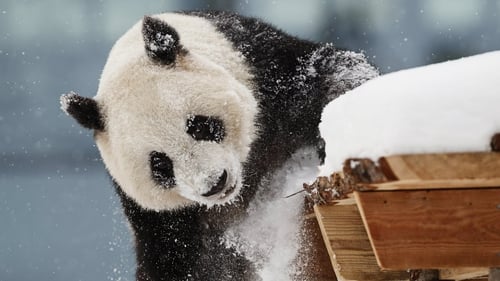 Lumi is seen in Ahtarai Zoo shortly after she arrived there from China in 2018