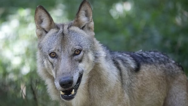 A wolf is pictured in an enclosure at the Wolf Science Centre, in Ernstbrunn, Austria on 12 August
