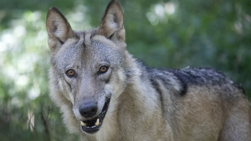 A wolf is pictured in an enclosure at the Wolf Science Centre, in Ernstbrunn, Austria on 12 August