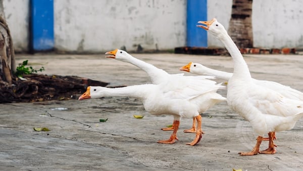 "The 'Michaelmas goose' is traditionally roasted and eaten on that day" Photo: Getty Images