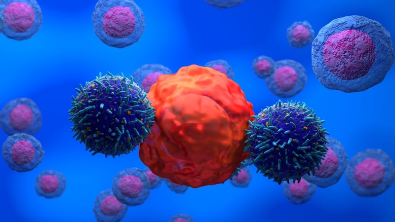 Illustration of T lymphocyte white blood cells (blue) attacking a cancer cell (red). CAR-T therapy is a type of immunotherapy that genetically modifies a patient's own T cells to recognise and destroy cancer cells. Photo: Getty Images