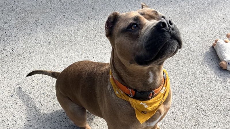 A full hearing on a challenge to the new regulations for the breed will take place on 27 February (file image)