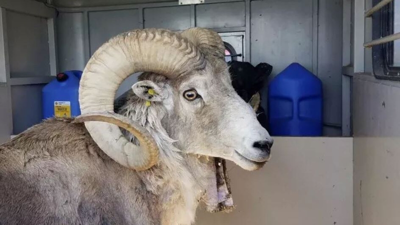 This sheep, nicknamed Montana Mountain King, was part of the scheme